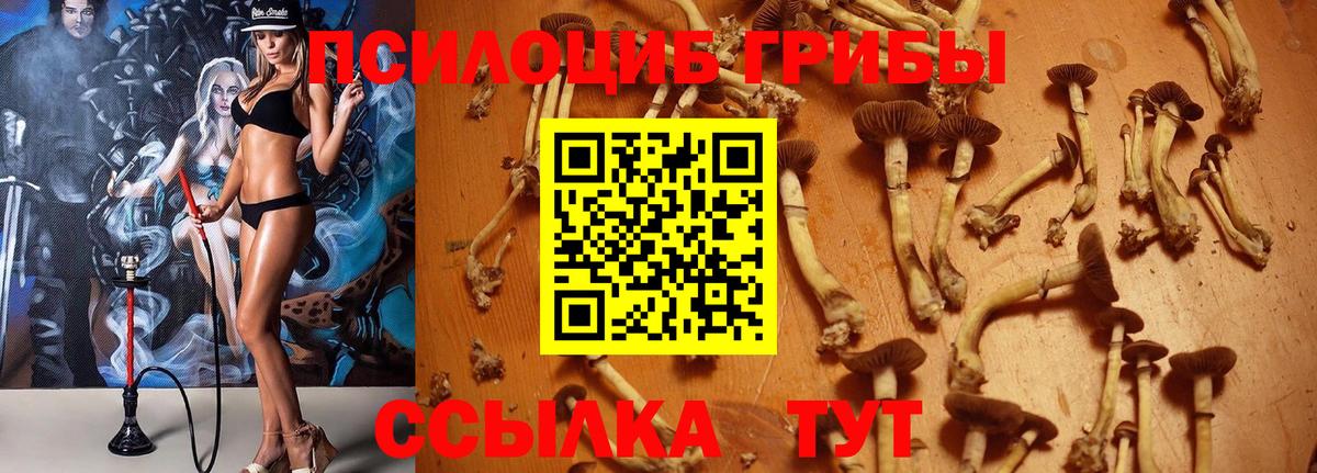Галлюциногенные грибы Psilocybe Полысаево